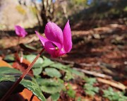24 Cyclamen (Ciclamini)  ancora ben fioriti